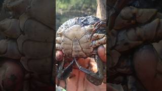 Chimbori 🦀 aagrikoli subcribe gaintmudcrab mudcrab ytshorts [upl. by Adam930]