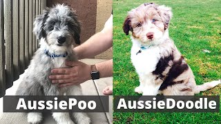 Aussiepoo vs Aussiedoodle  Detailed Comparison between these two breeds Which one should you get [upl. by Retse167]