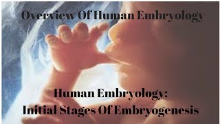 Human Embryology Initial Stages Of Embryogenesis [upl. by Keavy]