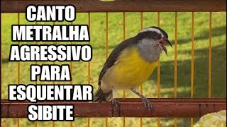 CANTO METRALHA AGRESSIVO PARA ESQUENTAR SIBITE [upl. by Jacquette639]