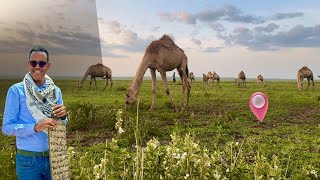 Jigjiga Xaruntii Hidaha iyo dhaqanka Somalida iyo caanaha Geela [upl. by Broome]