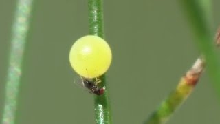 Trichogrammatidae Trichogramma gicai parasitizes eggs of Papilio machaon [upl. by Possing]