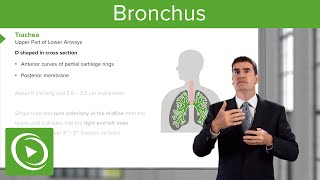 Bronchus – Respiratory Medicine  Medical Education Videos [upl. by Adnarahs]