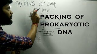 Packing of DNA in Prokaryotic Cell [upl. by Delwyn]