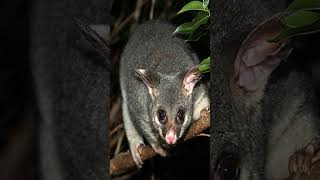 Australian Possum Sounds Terrifying animals facts wildlife [upl. by Oretna]