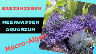 Meerwasseraquarium MakroAlgen und Weichkorallen Arten Haltung und Empfehlungen [upl. by Fatma174]