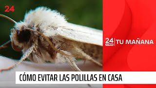 Llegan las polillas cómo evitarlas y qué hacer si invaden tu casa  24 Horas TVN Chile [upl. by Oilerua973]