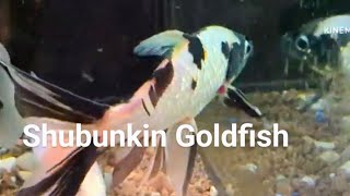 Everything Shubunkin Goldfish shubunkin fry juveniles adult breeding feeding [upl. by Yelsnit]