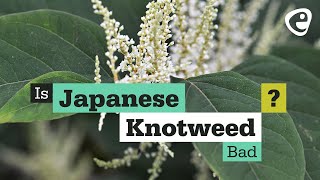 Is Japanese Knotweed bad [upl. by Wilmer]