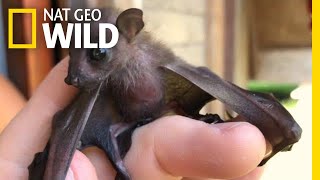 Watch Attempt to Save a Tiny Orphaned Fruit Bat  Nat Geo Wild [upl. by Suiratnauq]