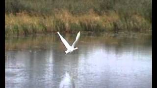 swan take off [upl. by Otxis743]