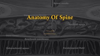 Anatomy Spine Anatomy AR [upl. by Demetri]