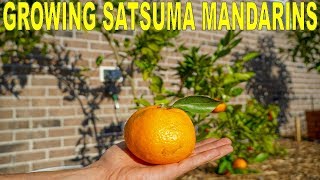 Satsuma Mandarin Growing Guide  Owari Satsuma Cold Hardy Citrus Tree [upl. by Knarf]