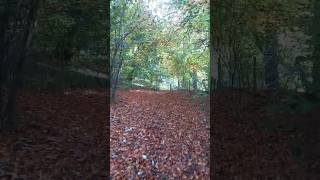 Tring Park  Nature walk ⛰nature hiking forest field tree [upl. by Burack]