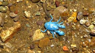 One in a Million Blue Crab [upl. by Frederik]