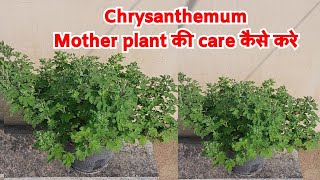 Chrysanthemum Mother plant की care कैसे करे [upl. by Maguire]