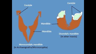 Classification of Insects Part II Apterygota [upl. by Gravante]