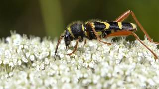 Gemeiner Widderbock Clytus arietis [upl. by Nicola]