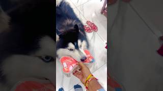 Kis kis ke dogs ko milk bone pasand hai jldi jldi comments me batao ♥️ husky youtube huskysmile [upl. by Caye]