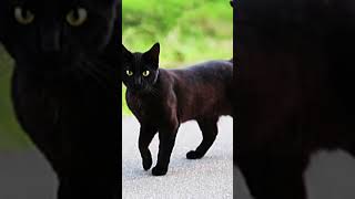 cats black cats cute BLACK CATS ARE GORGEOUS 🫶 [upl. by Dasya]