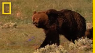 Grizzly Bears vs Wolves in Yellowstone  National Geographic [upl. by Eiuqnom]