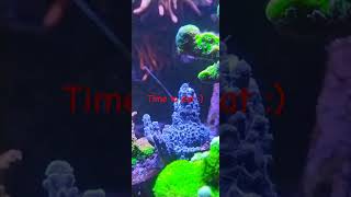 Coral feeding tentacle on unown Acropora [upl. by Maidel407]