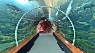 Poema del Mar Aquarium Gran Canaria 4K [upl. by Laveen75]