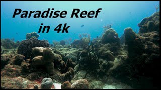 Paradise Reef Cozumel in 4k January 21 2021 [upl. by Cutlerr]