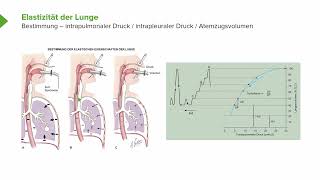 Physiologie I Atemphysiologie Compliance des Atemapparats I Srdjan Maksimovic [upl. by Roper]