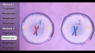 Mitosis and Meiosis [upl. by Knight]