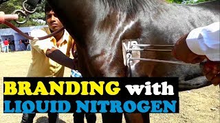 MARWARI HORSE FREEZE REGISTRATION NO BRANDING WITH LIQUID NITROGEN [upl. by Ennyleuqcaj]