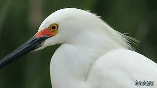 Snowy Egret [upl. by Corella358]