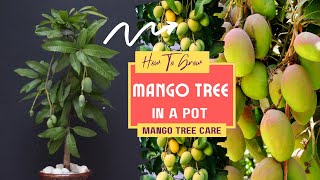 How To Grow Mango Tree In A Pot  Mango Tree Care [upl. by Retseh]