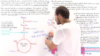 Introduction to Citric Acid Cycle [upl. by Rivalee]