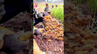 HighYield Ginger Harvest Tips for Maximum Productivity” [upl. by Arlon475]