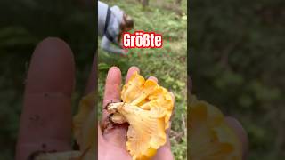 Eierschwammerl 🍄AUSTRIA🇦🇹 eierschwammerl пачикрак mushroom mushrooming mushroomhunting [upl. by Ten]