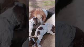 PUPPIES Wirehaired Pointing Griffons [upl. by Jozef]