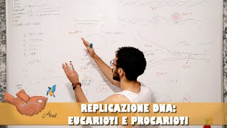 Differenza replicazione DNA tra procarioti ed eucarioti [upl. by Kcirdled]