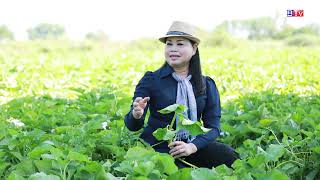 AGRICULTUREកសិកម្ម  ដំណាំត្រកួន Water Convolvulus [upl. by Eittam495]