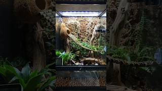 Coconut Bridge Bioactive Crested Gecko Vivarium [upl. by Nashoma]