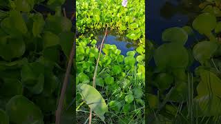 The best way to hook fishing in pond Part1045 shortvideo [upl. by Brucie]