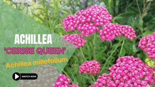 Achillea Cerise Queen  Achillea Millefolium  TinyLeaf [upl. by Llerdna]