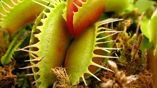 VENUS FLYTRAP CARE CONDITIONS  Feeding the plant [upl. by Hinze888]