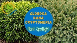 Globosa Nana Cryptomeria  Plant Spotlight [upl. by Leihcey646]