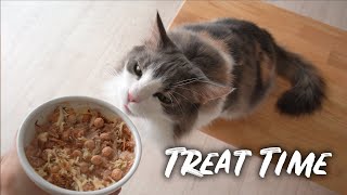 Pampering My Cats with a Tuna Can Delight  Norwegian Forest Cats [upl. by Reeva]