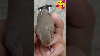 Moina Pakhi🐦🥰🥰🥰🥰 shorts moina video [upl. by Laram943]