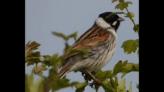 Common Reed Bunting  Doxey Marshes part 1 [upl. by Aicitel668]