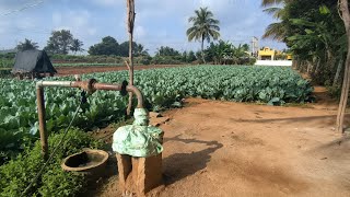 Cauliflower growing  40 Days  Subscribe Please [upl. by Aihtenak]