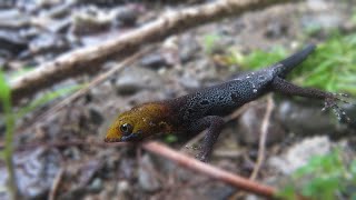 Yellowheaded Gecko is so pretty Gonatodes albogularis [upl. by Marcus]