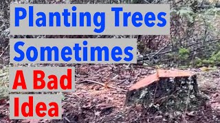 Why I Don’t Replant to Replace Trees I Cut Down [upl. by Adi]